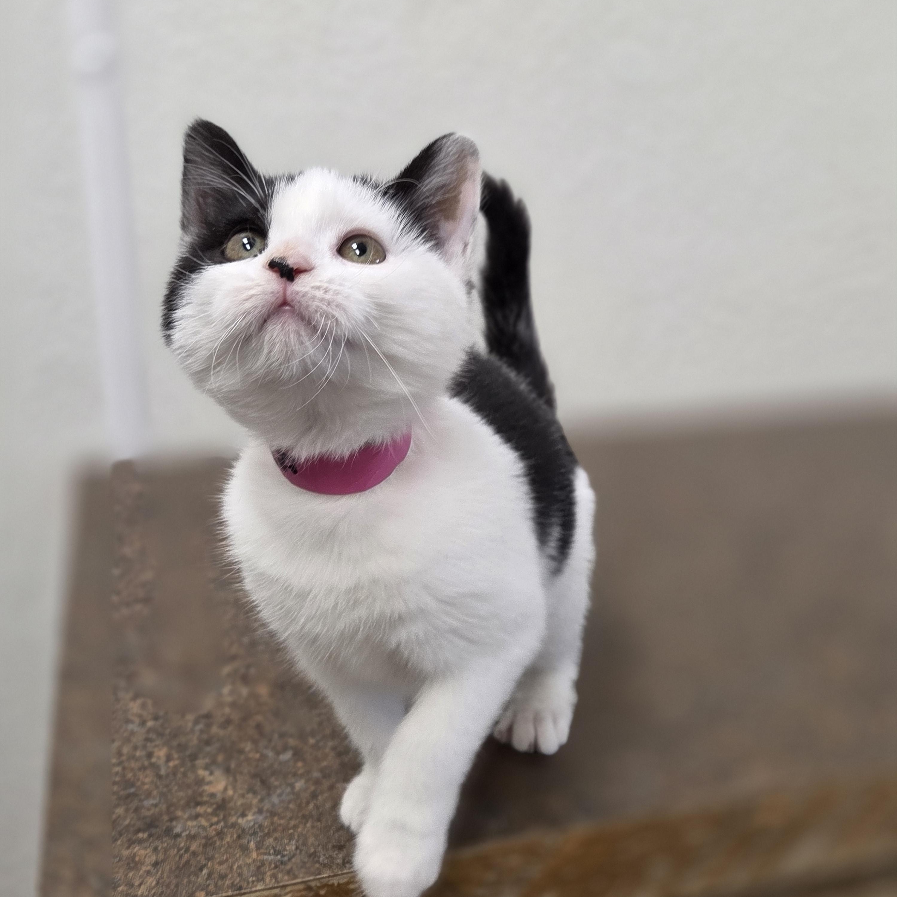 Cuttlefish, Adoptable, Young Female Domestic Short Hair.