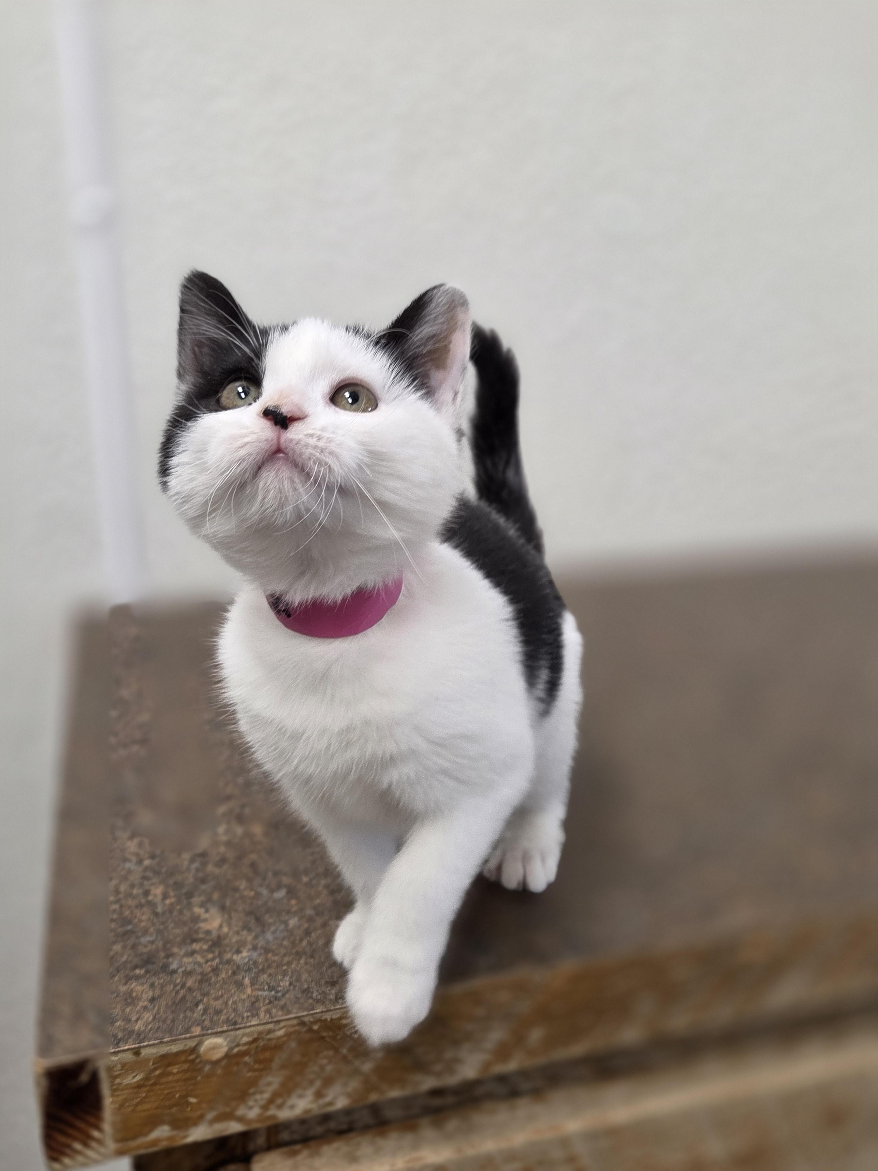 Cuttlefish, a Adoptable mixed breed in Park Rapids, MN image 2/2