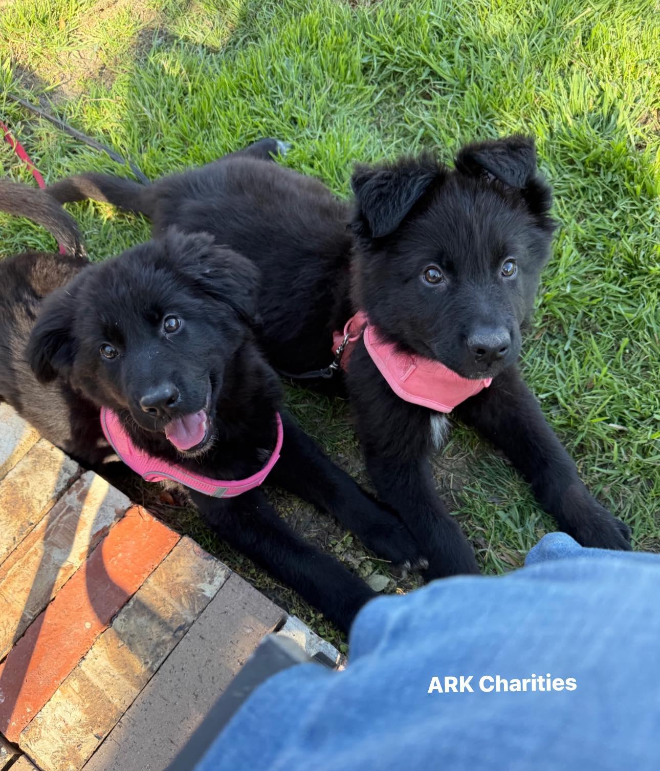 Indigo, ADOPTABLE, Puppy Male German Shepherd Dog.