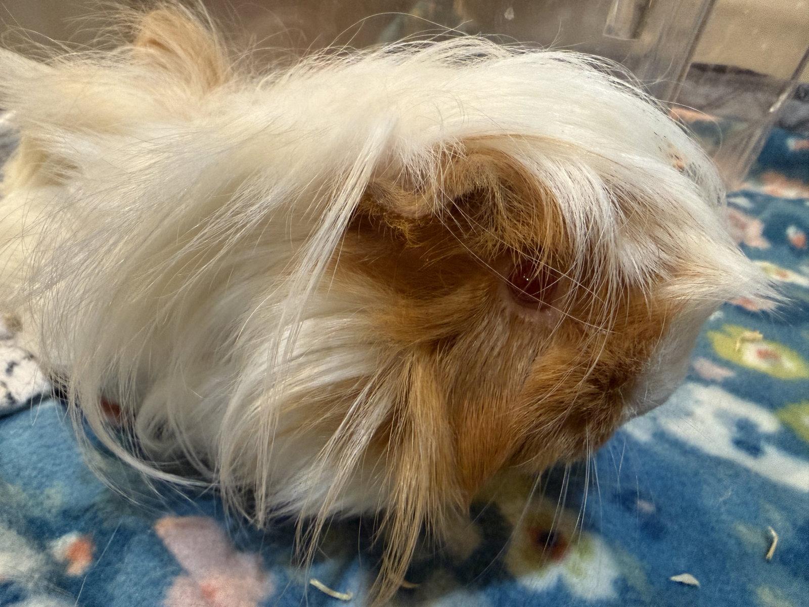 Arabella, Adoptable, Adult Female Guinea Pig.