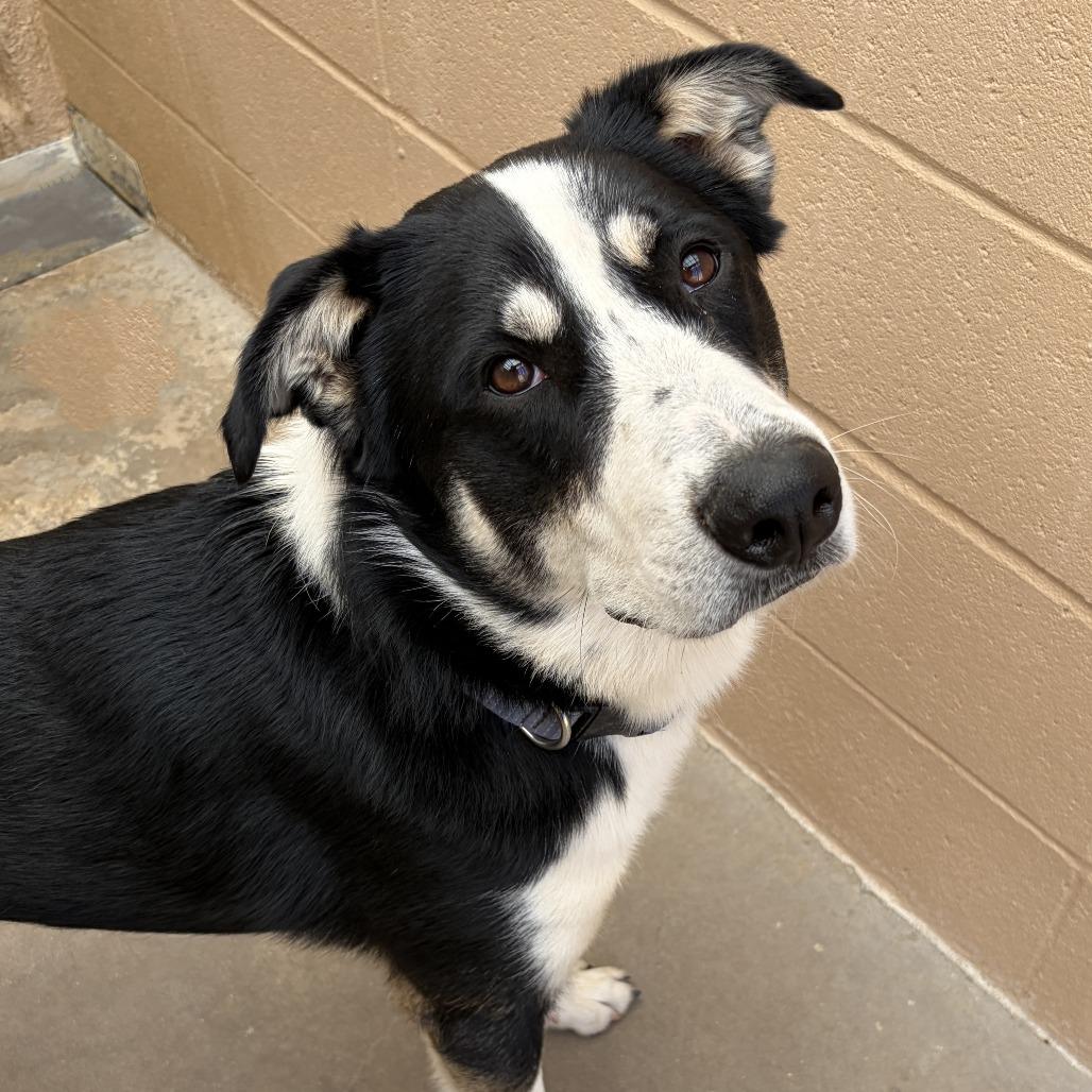 Gary, Adoptable, Adult Male Border Collie & Husky.