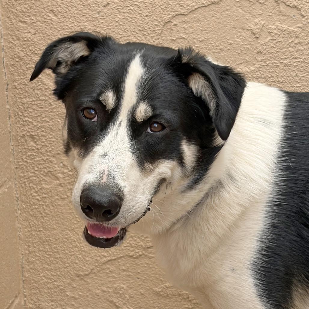 Enlarge Gary, a Adoptable mixed breed in Ojai, CA image 2/3