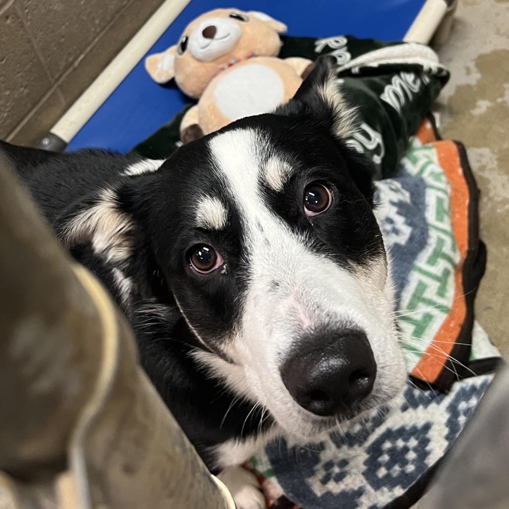 Gary, Adoptable, Adult Male Border Collie & Husky.