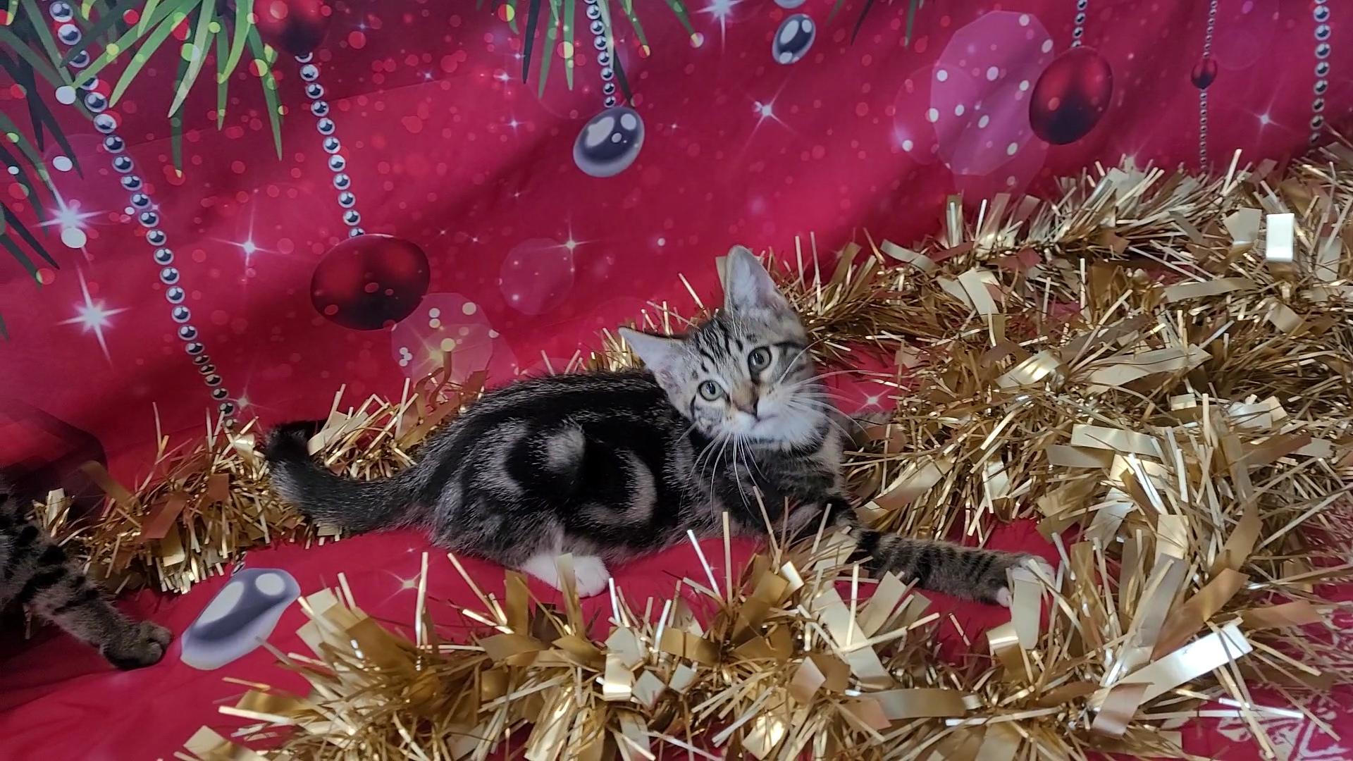 SNUGGLES, a Adoptable mixed breed in Escalon, CA image 3/6