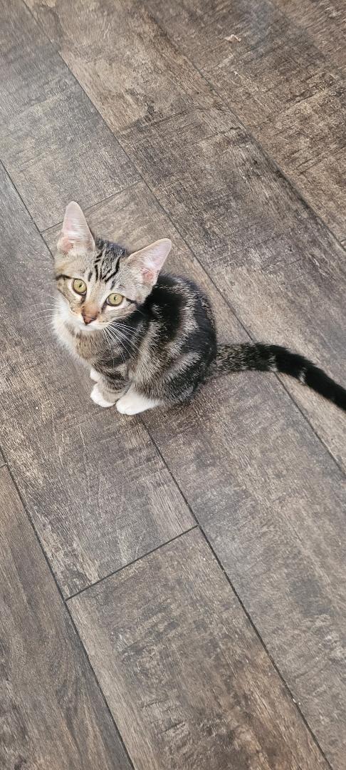 SNUGGLES, a Adoptable mixed breed in Escalon, CA image 6/6