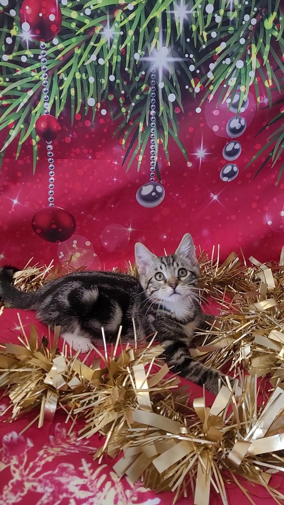 SNUGGLES, a Adoptable mixed breed in Escalon, CA image 5/6