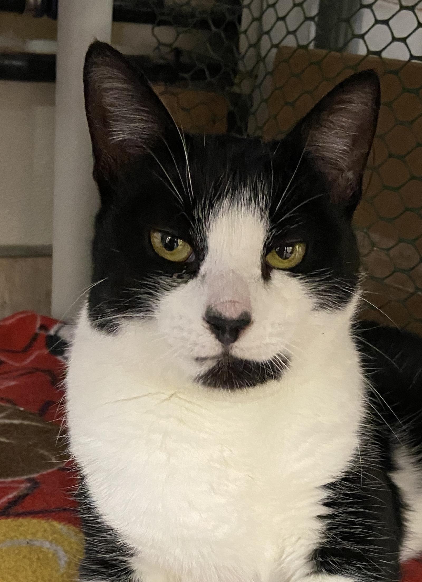 Enlarge Ojo, a Adoptable mixed breed in Beacon, NY image 1/1