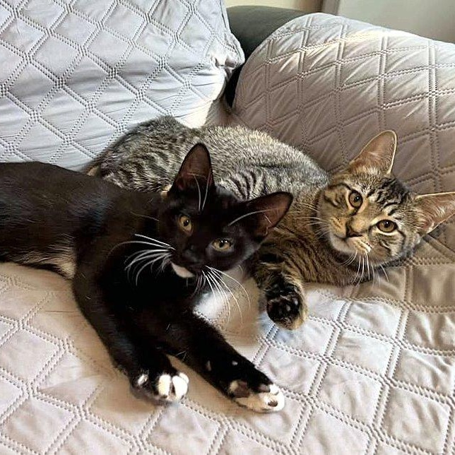 Enlarge Pinot & Muscat (DUO), a Adoptable Tabby in Verdun, QC image 1/6