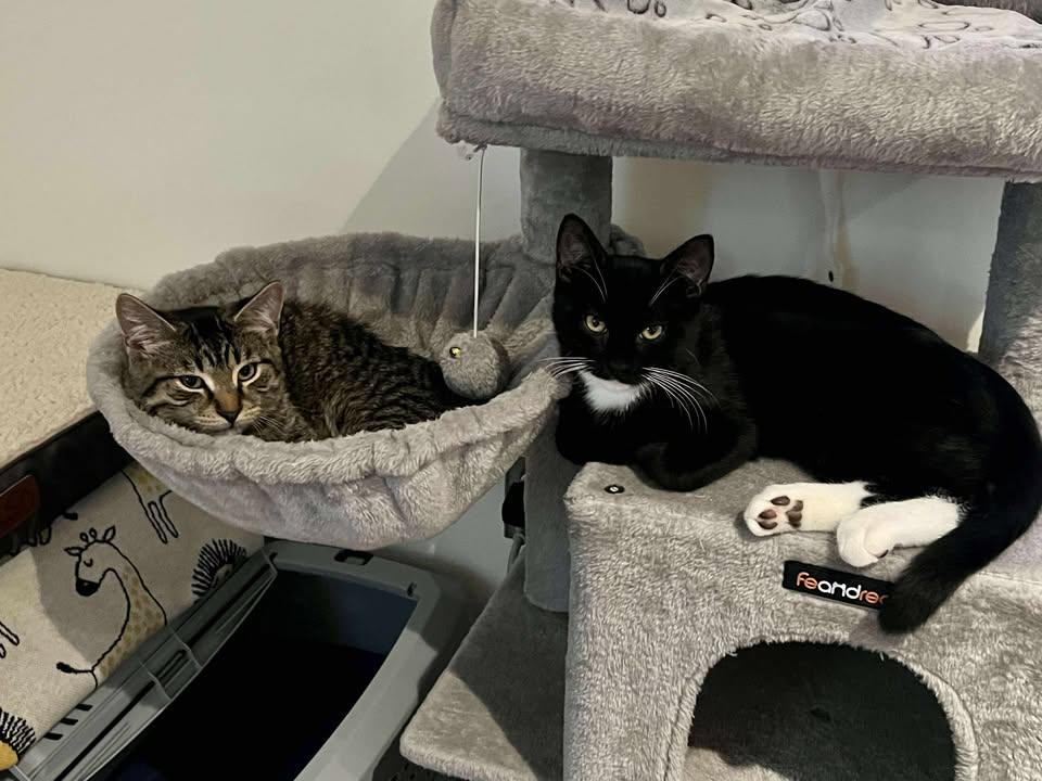 Enlarge Pinot & Muscat (DUO), a Adoptable Tabby in Verdun, QC image 5/6