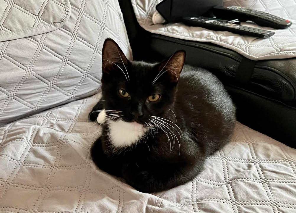 Enlarge Pinot & Muscat (DUO), a Adoptable Tabby in Verdun, QC image 6/6