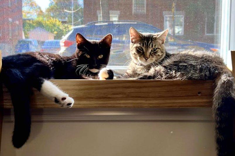 Enlarge Pinot & Muscat (DUO), a Adoptable Tabby in Verdun, QC image 3/6