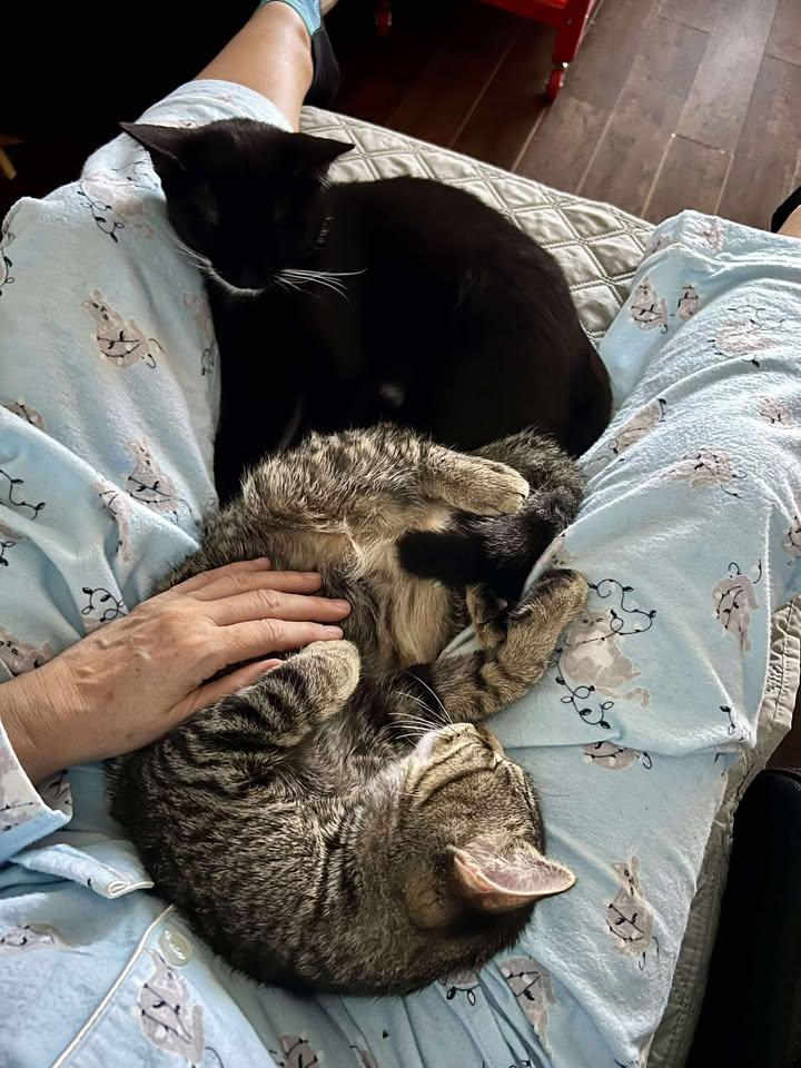 Enlarge Pinot & Muscat (DUO), a Adoptable Tabby in Verdun, QC image 4/6