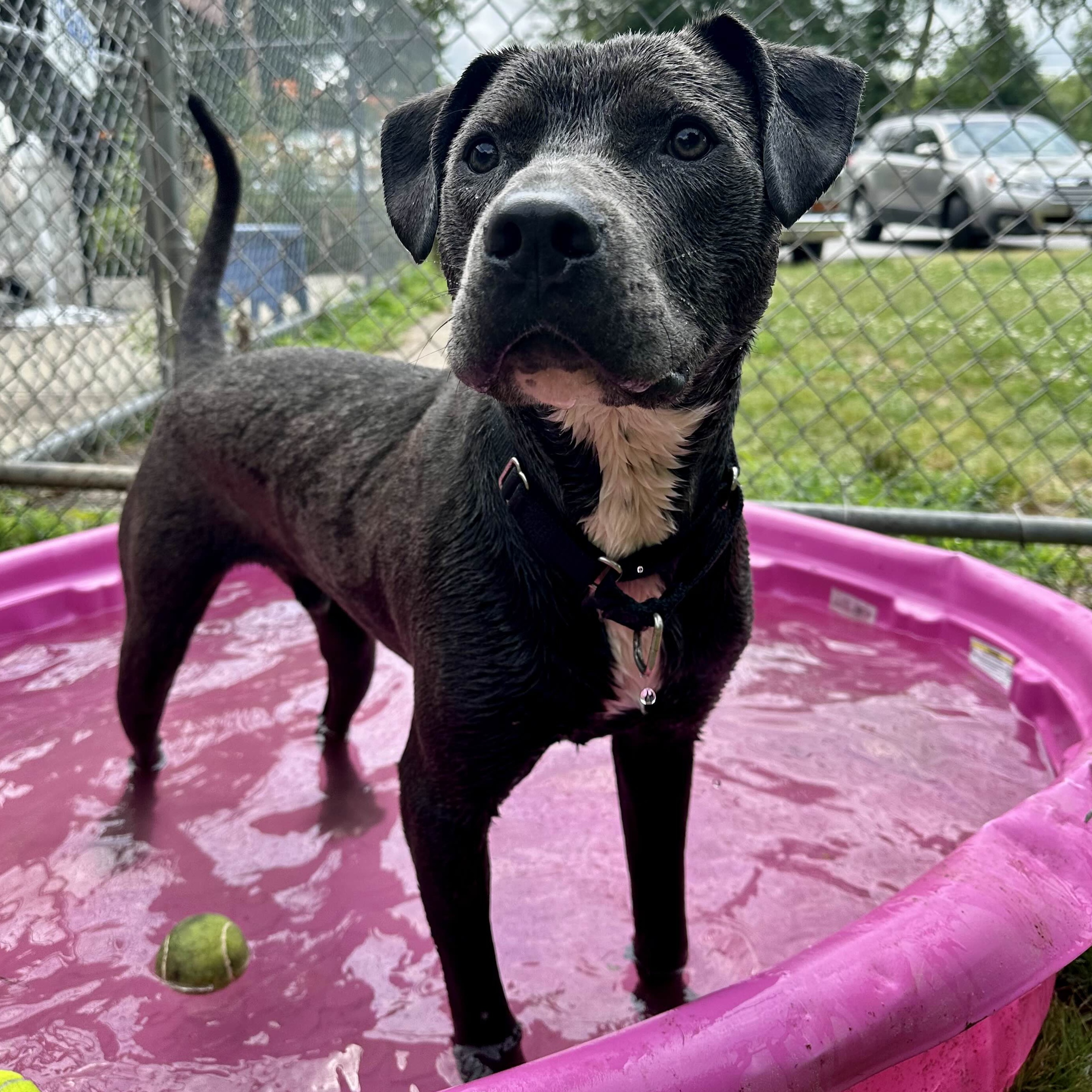 Dog for adoption Coal, a Mixed Breed in Exeter, RI Petfinder