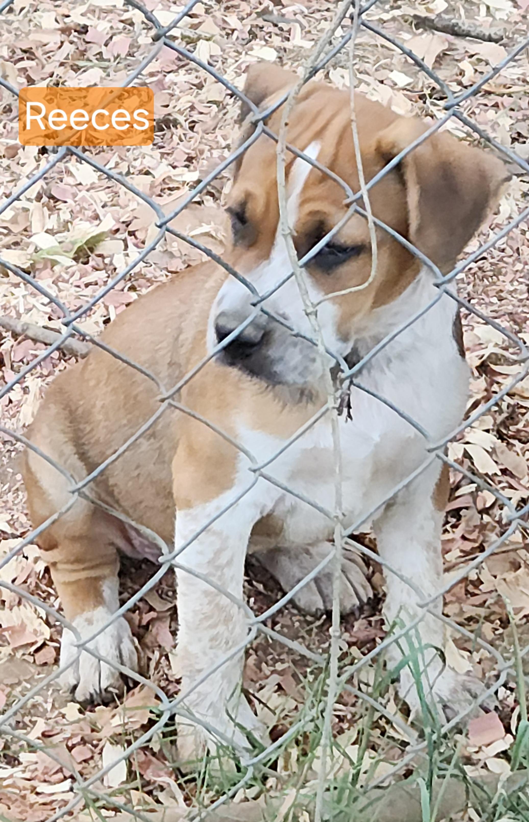 Enlarge Reeces, a Adoptable Mixed Breed in Flintstone, GA image 4/4