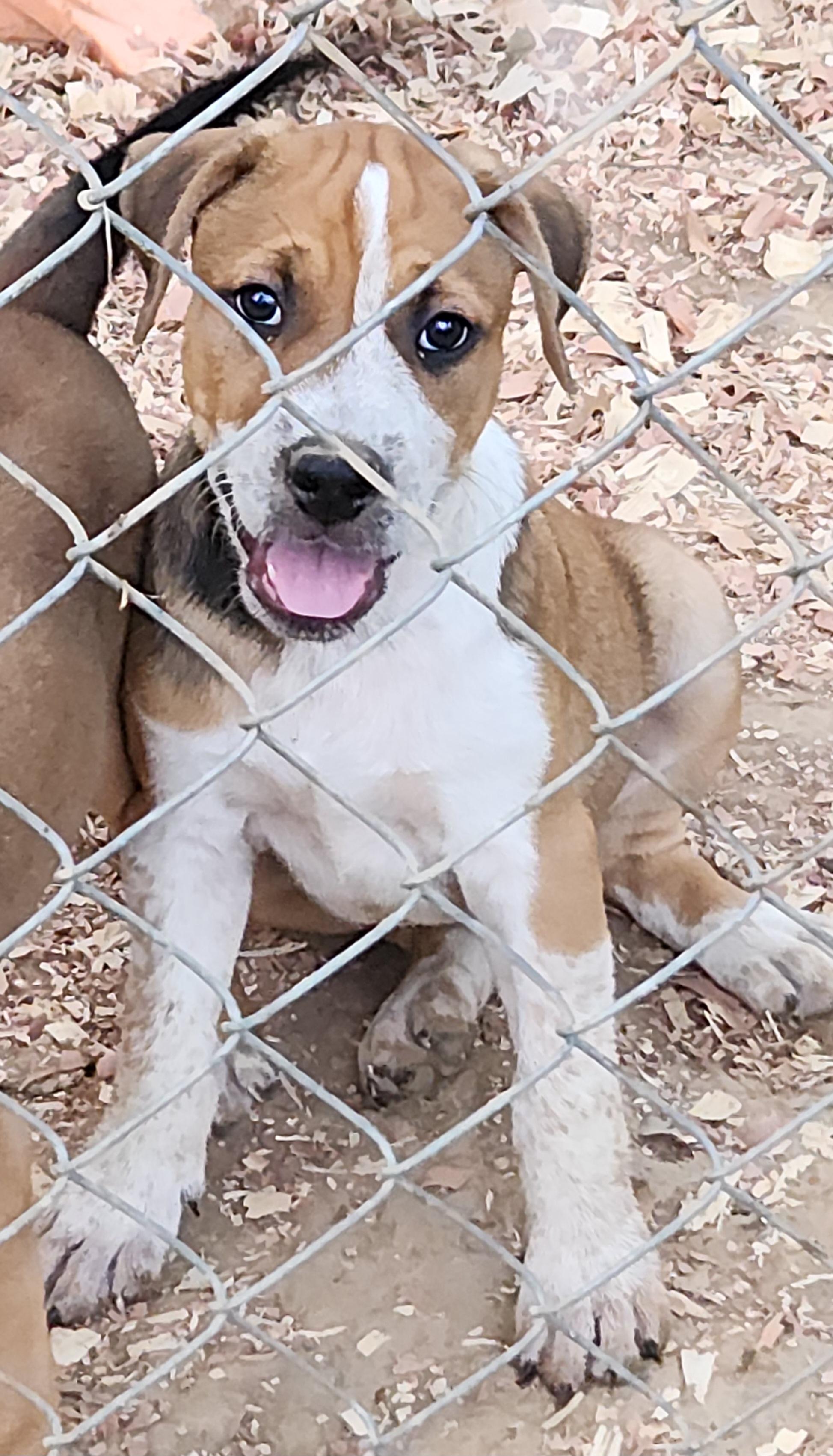 Enlarge Reeces, a Adoptable Mixed Breed in Flintstone, GA image 3/4