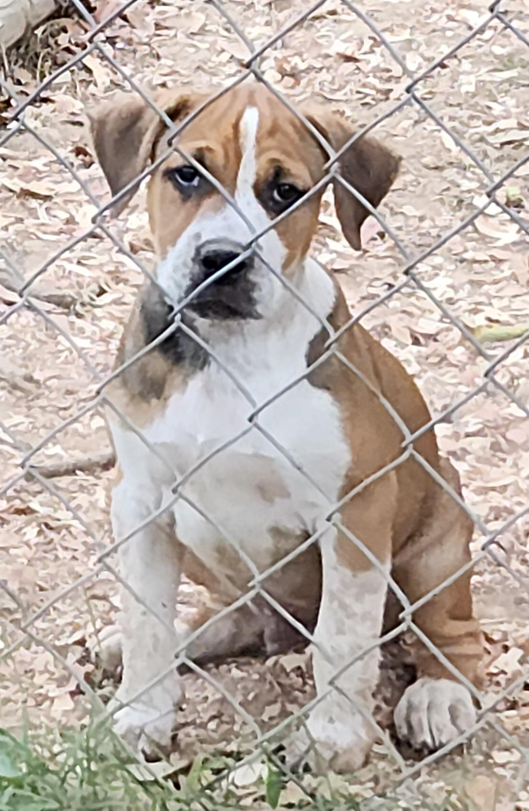 Reeces, Adoptable, Puppy Male Mixed Breed.