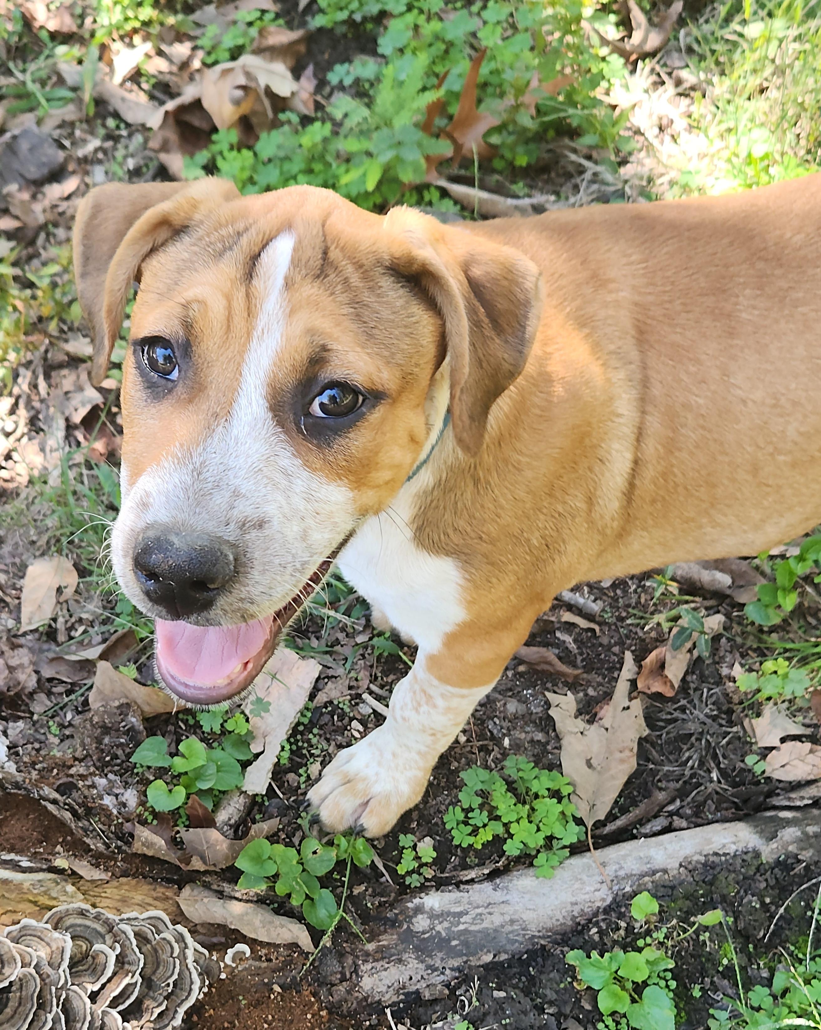 Enlarge Reeces, a Adoptable Mixed Breed in Flintstone, GA image 2/5