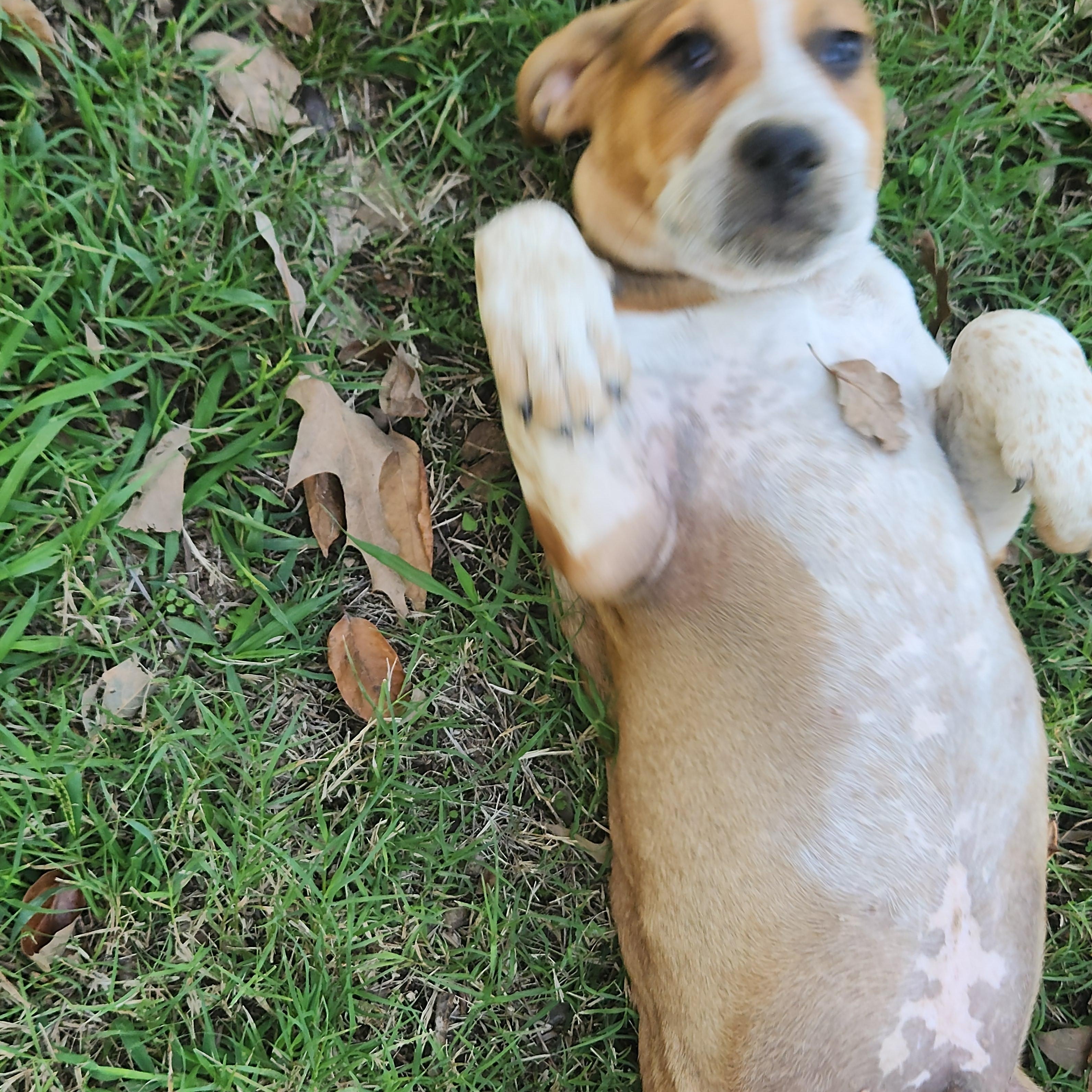 Enlarge Reeces, a Adoptable Mixed Breed in Flintstone, GA image 5/5