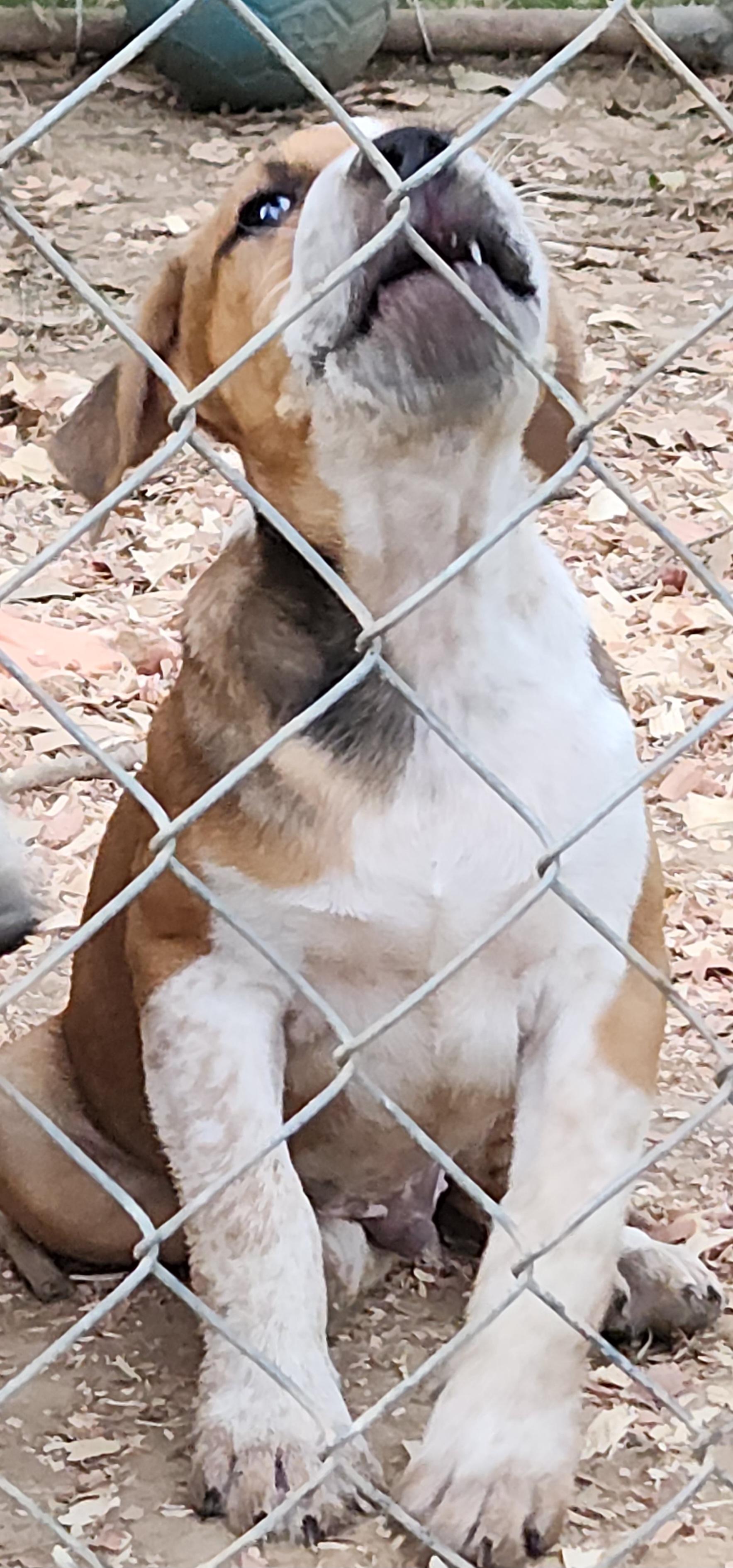 Enlarge Reeces, a Adoptable Mixed Breed in Flintstone, GA image 2/4
