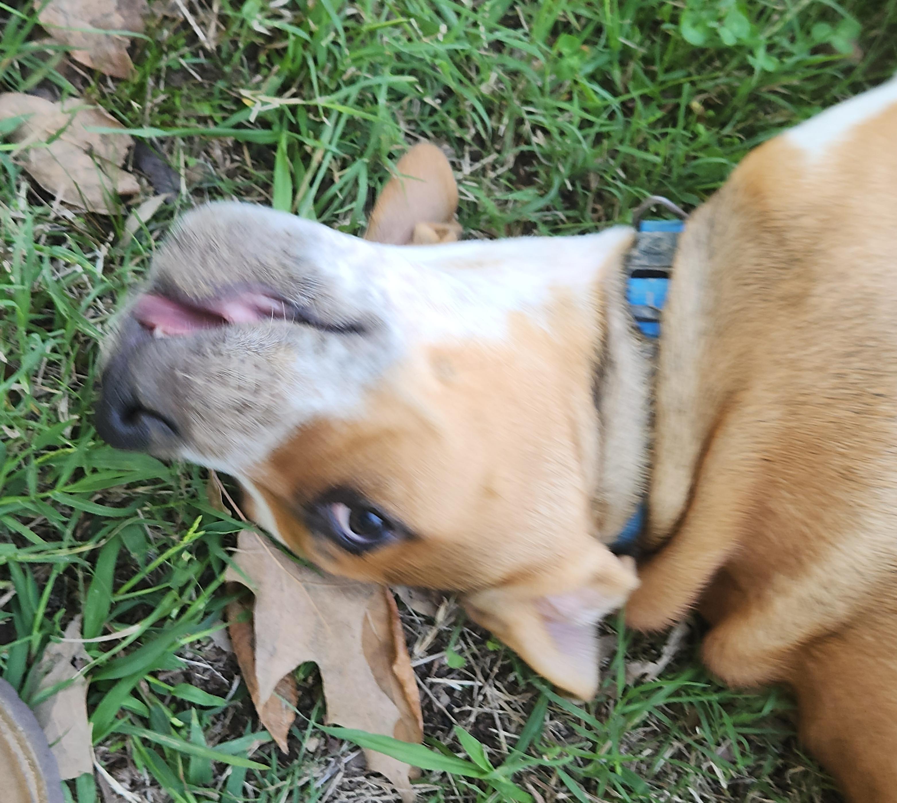 Reeces, Adoptable, Puppy Male Mixed Breed.