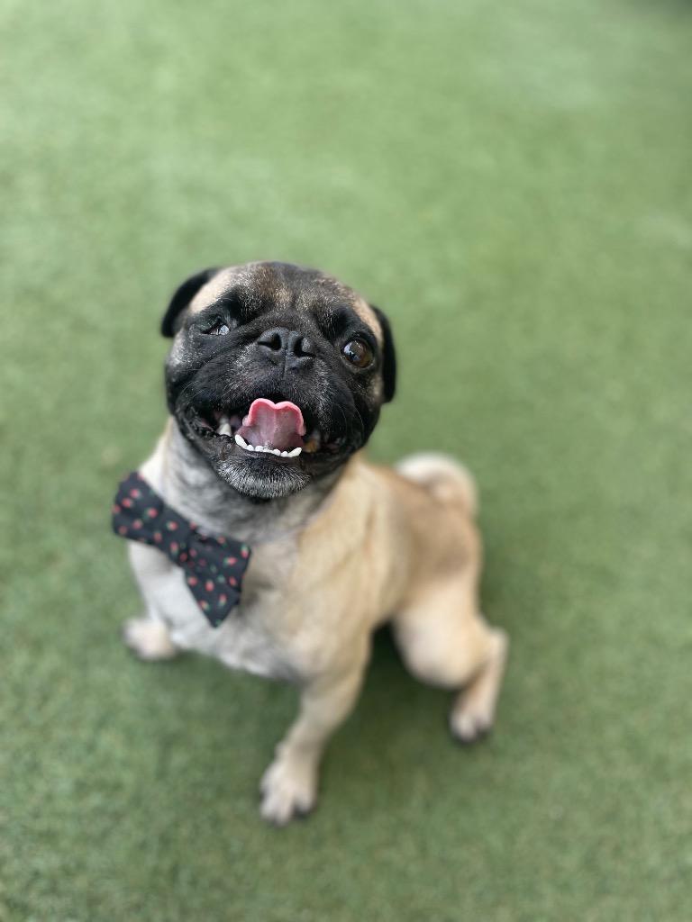 Enlarge Tussin, a Adoptable Pug in Gardena, CA image 3/4