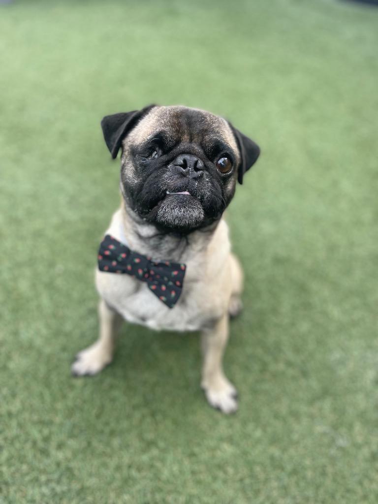 Enlarge Tussin, a Adoptable Pug in Gardena, CA image 4/4