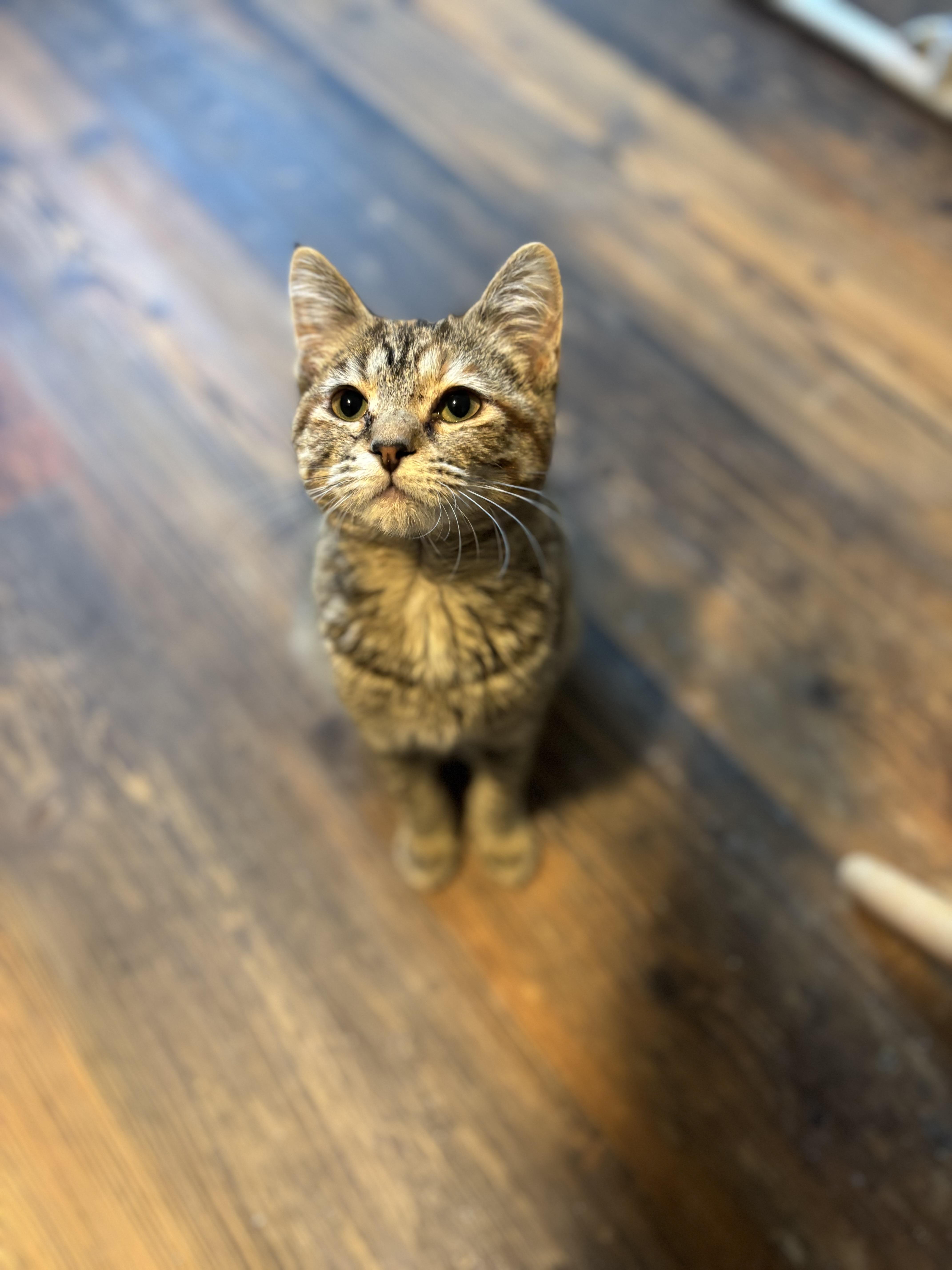 Enlarge Fawn, an adopted Domestic Medium Hair in Woodstock, GA image 1/6