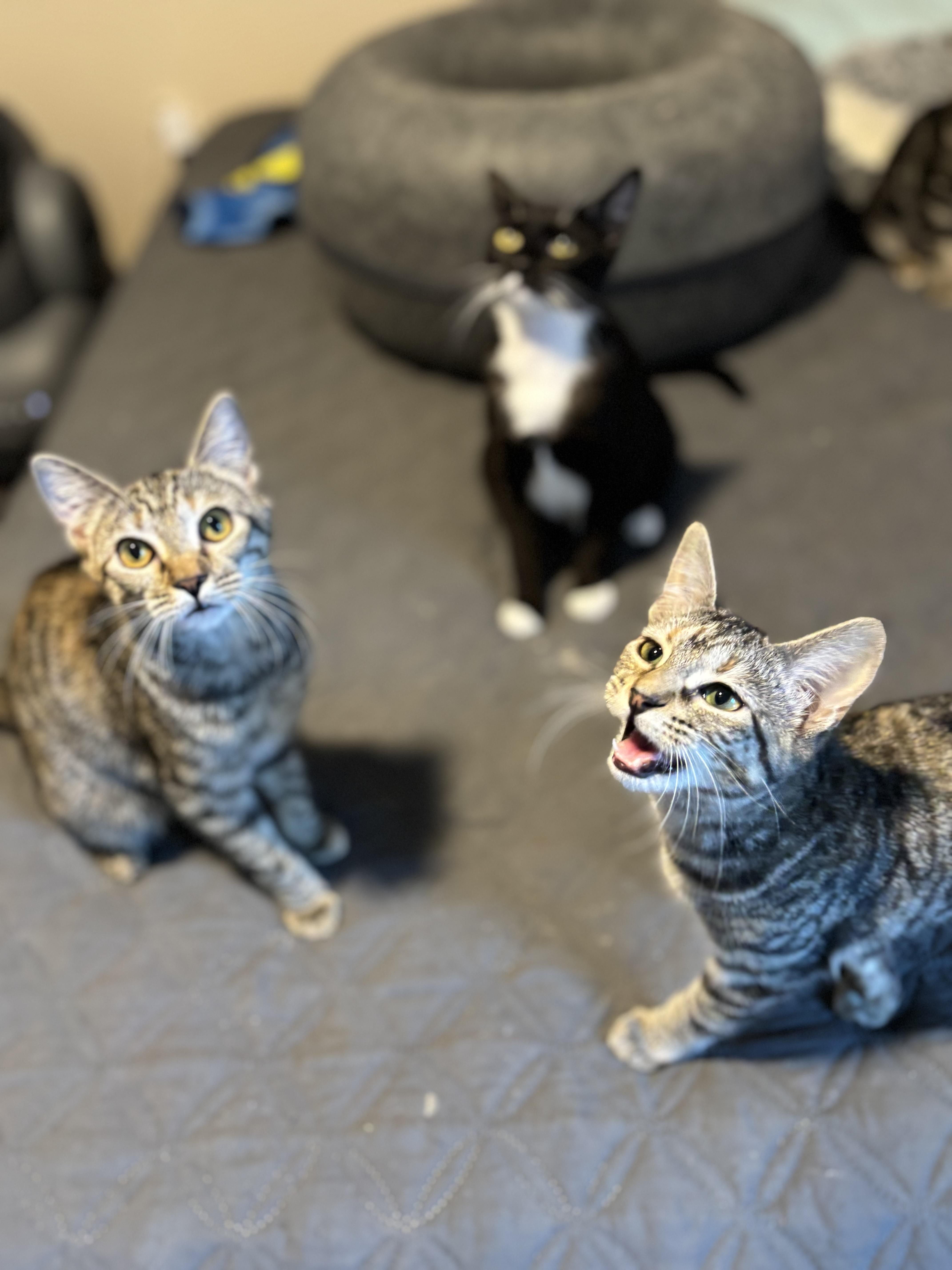 Enlarge Fawn, an adopted Domestic Medium Hair in Woodstock, GA image 4/6