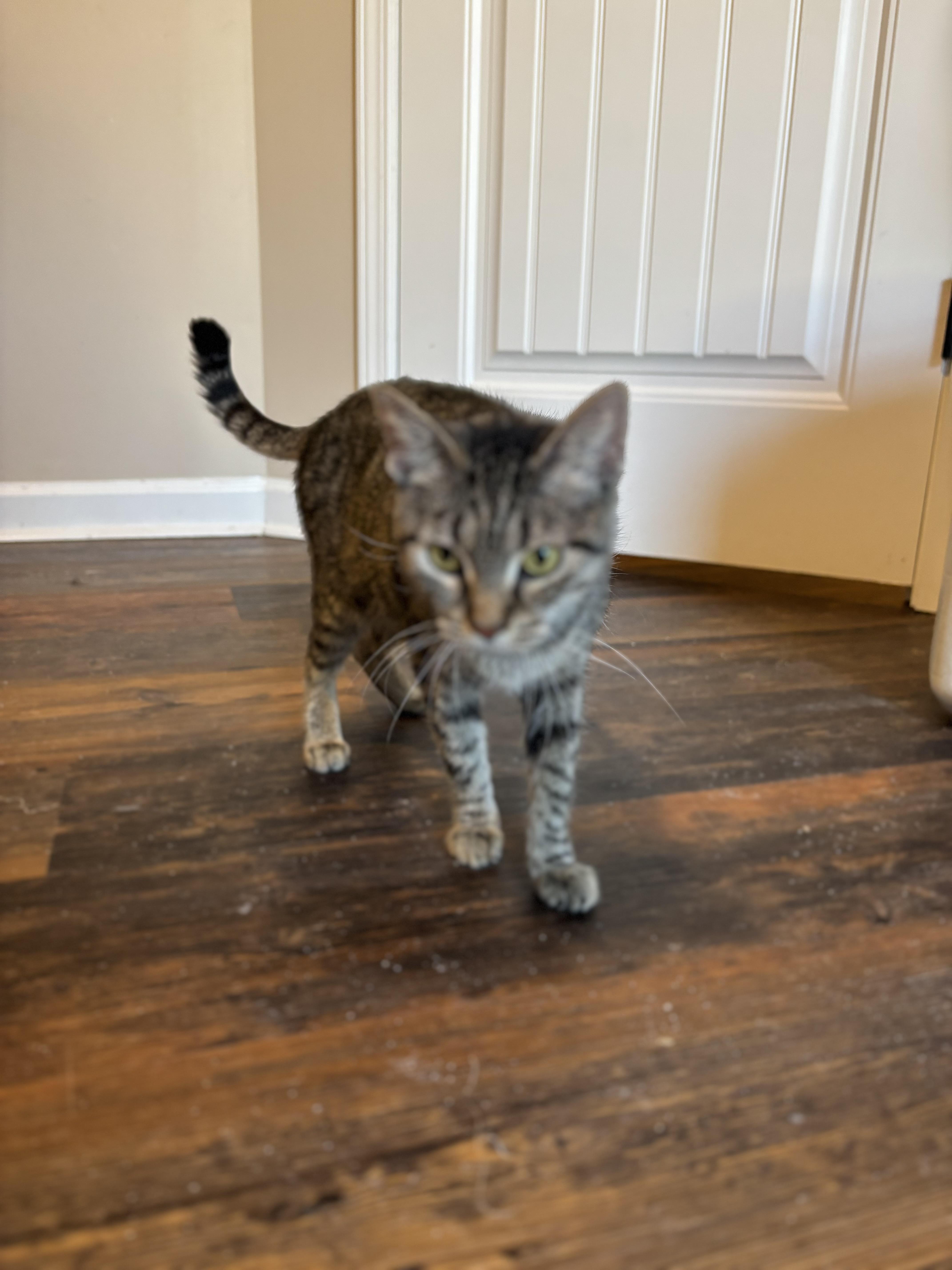 Enlarge Fawn, an adopted Domestic Medium Hair in Woodstock, GA image 5/6