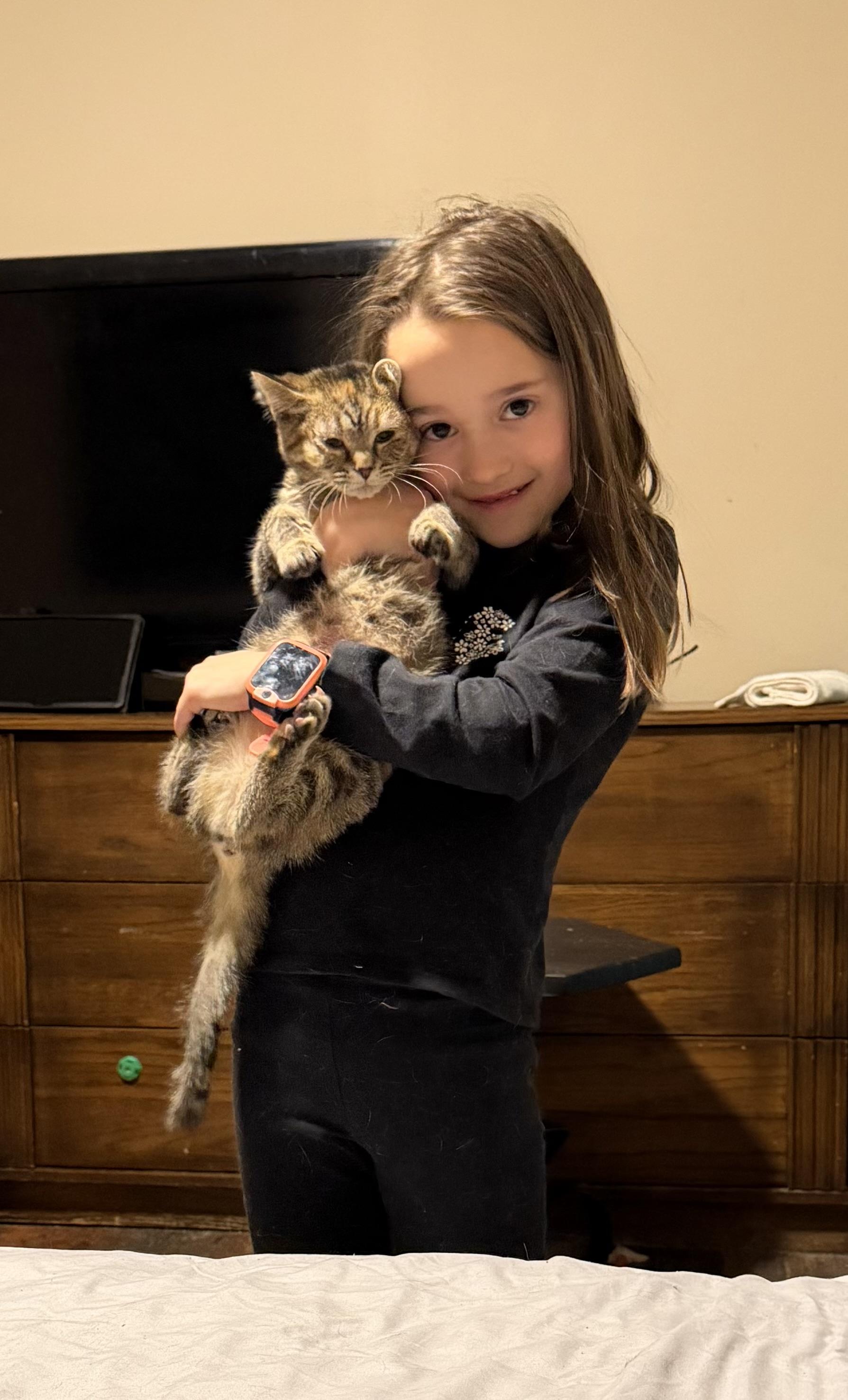 Enlarge Fawn, an adopted Domestic Medium Hair in Woodstock, GA image 6/6