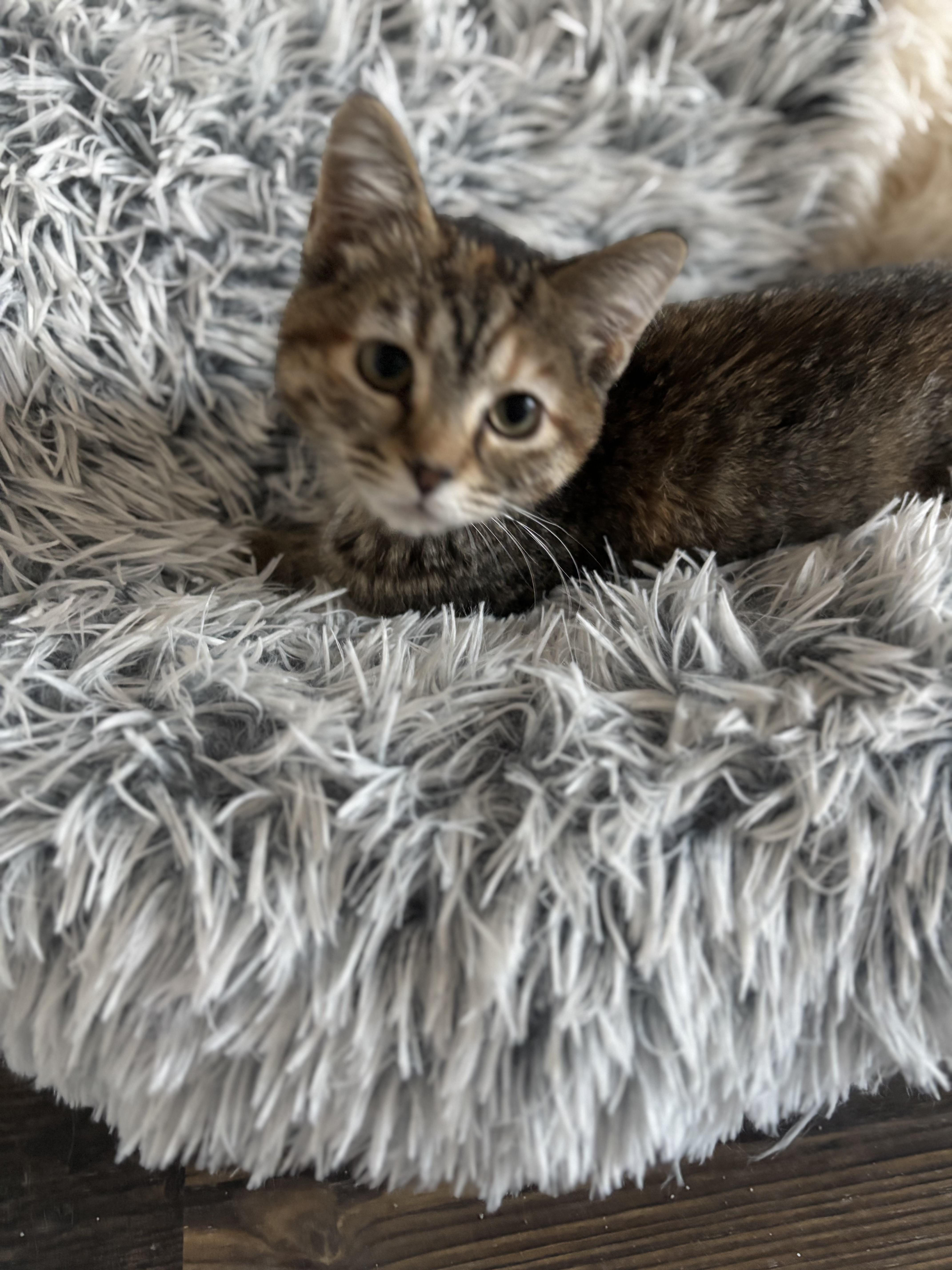 Enlarge Fawn, an adopted Domestic Medium Hair in Woodstock, GA image 3/6