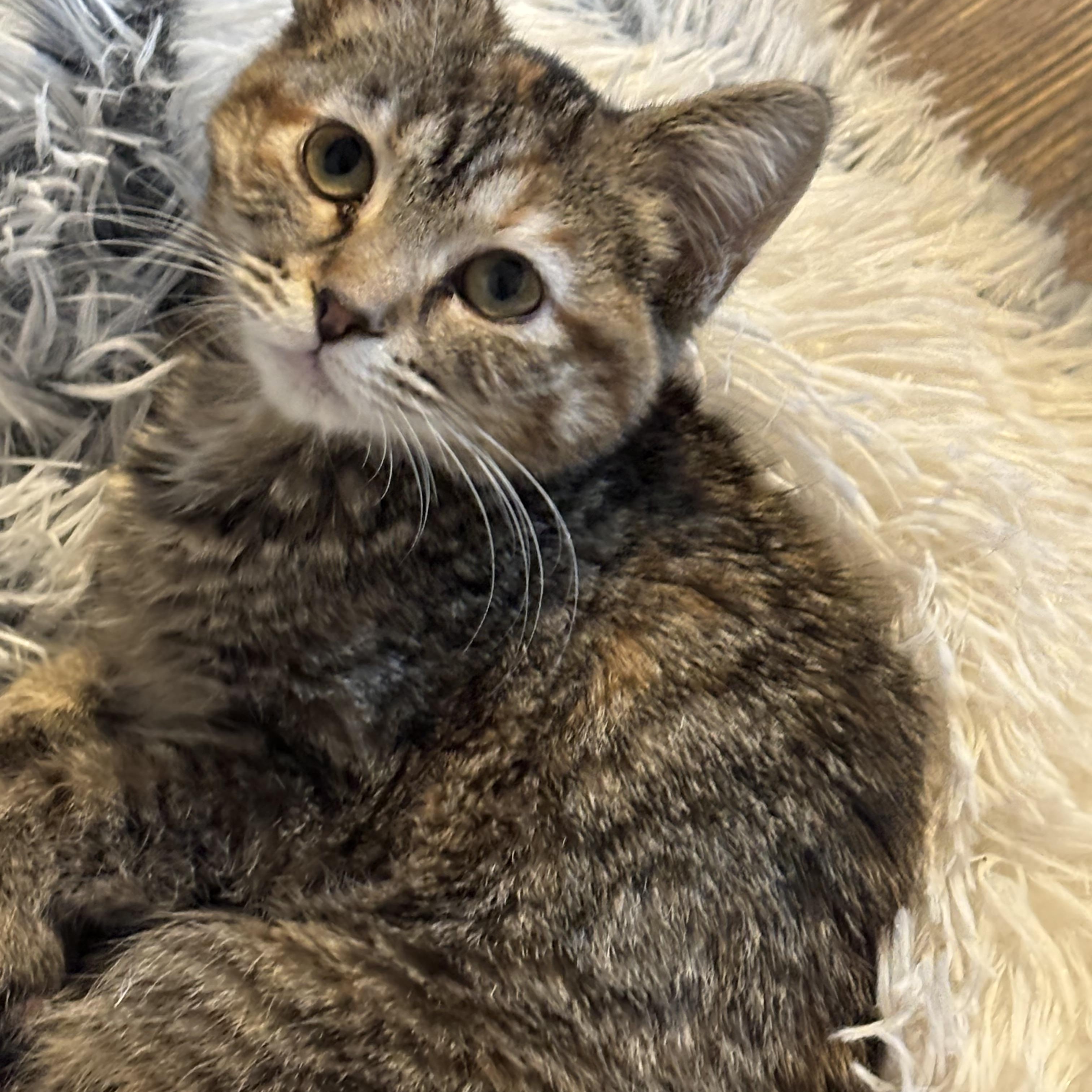 Enlarge Fawn, an adopted Domestic Medium Hair in Woodstock, GA image 2/6