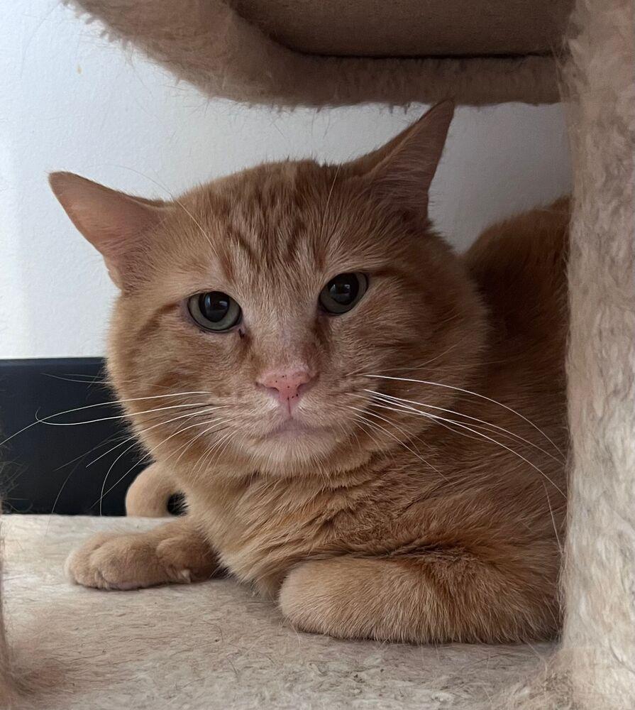 Enlarge Roosevelt, a Adoptable Domestic Short Hair in McPherson, KS image 1/1