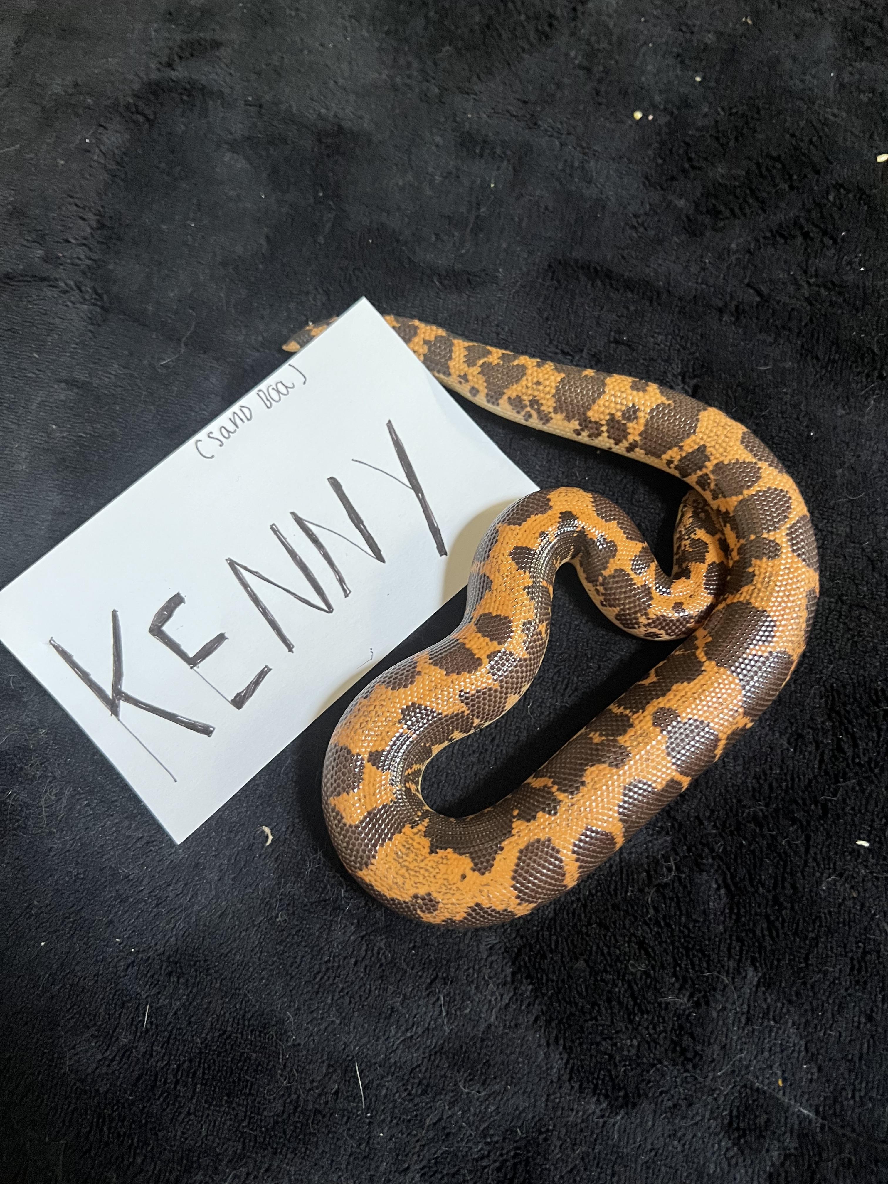 Kenny is a Kenyan sand boa