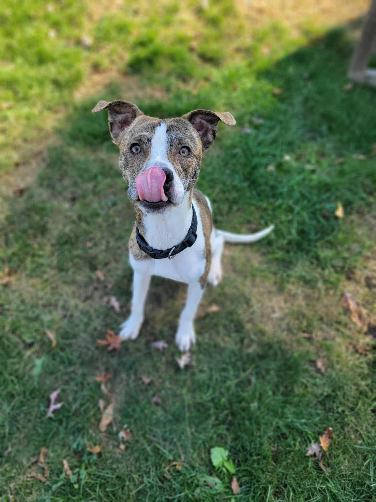 Enlarge Caleb, a Adoptable mixed breed in Chambersburg, PA image 1/2