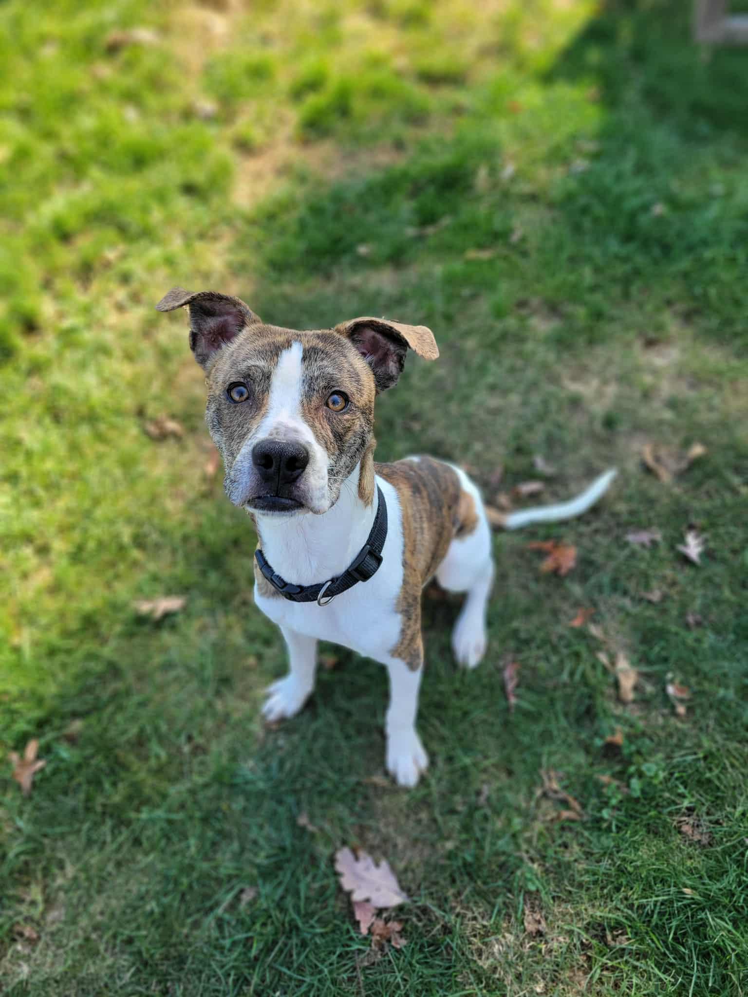 Enlarge Caleb, a Adoptable mixed breed in Chambersburg, PA image 2/2