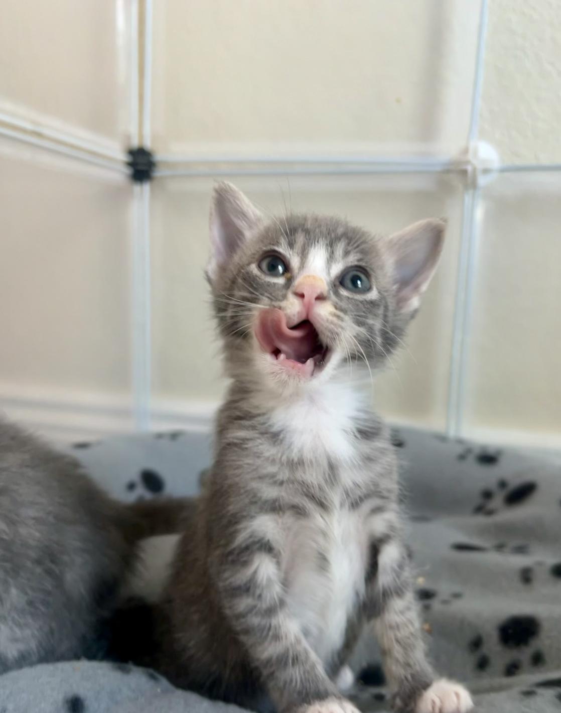 Butters, Adoptable, Young Female Domestic Short Hair.