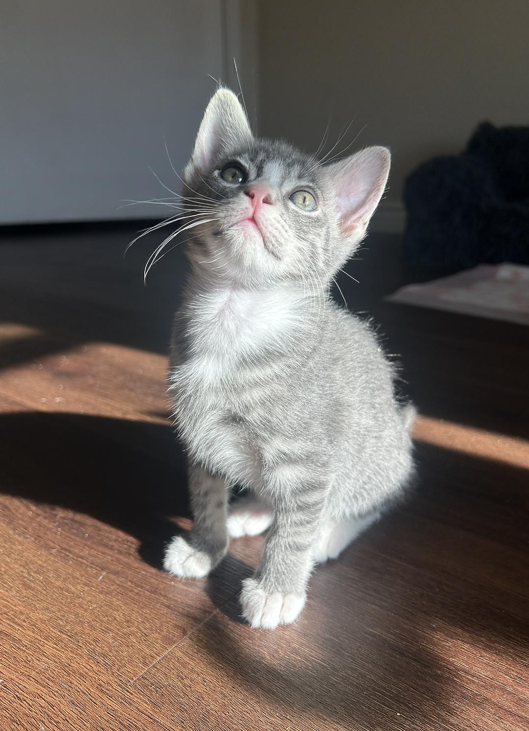 Enlarge Butters, a Adoptable Domestic Short Hair in Davis, CA image 2/3