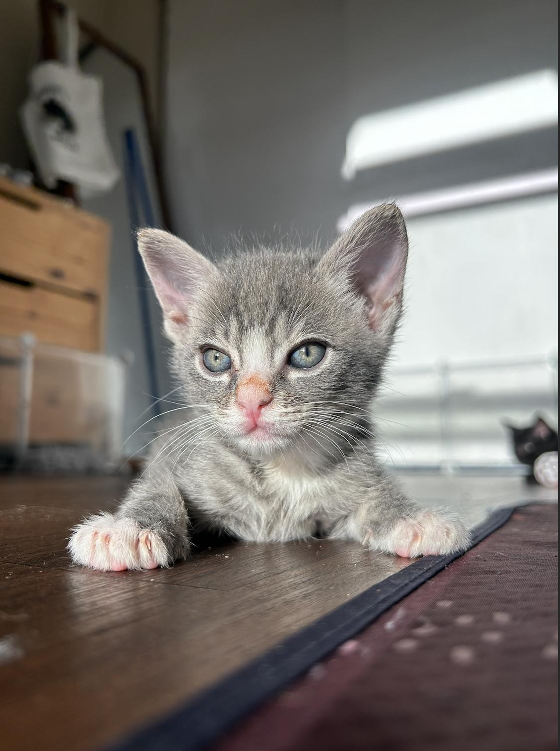 Enlarge Butters, a Adoptable Domestic Short Hair in Davis, CA image 3/3