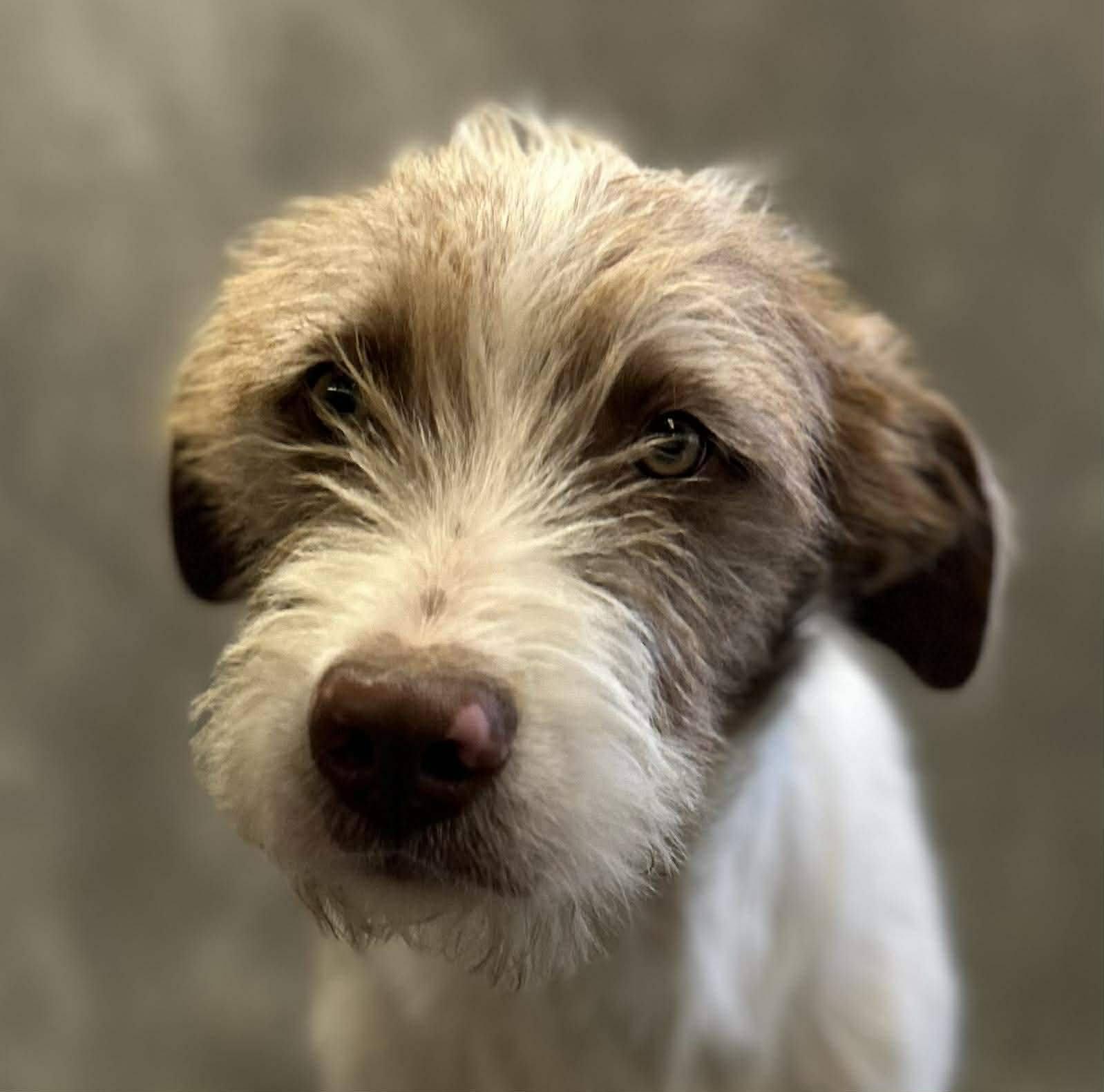 Enlarge Malcolm, a Adoptable mixed breed in Hillsdale, NY image 1/1