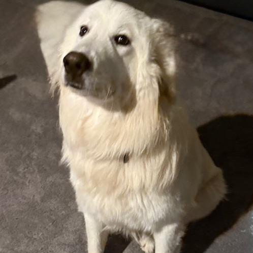 Frost, adoptable, Young Male Great Pyrenees.