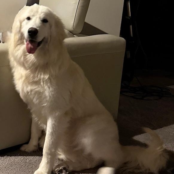 Enlarge Frost, an adoptable mixed breed in White Bear Lake, MN image 3/5