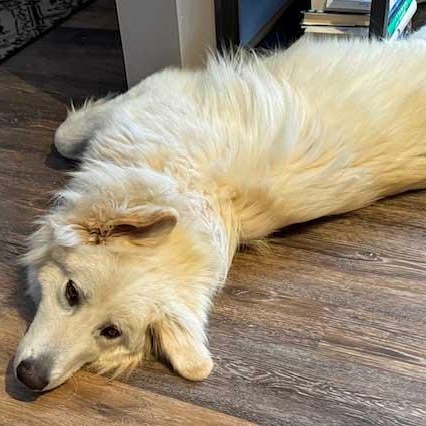 Frost, adoptable, Adult Male Great Pyrenees.