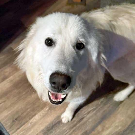 Enlarge Frost, an adoptable mixed breed in White Bear Lake, MN image 2/6