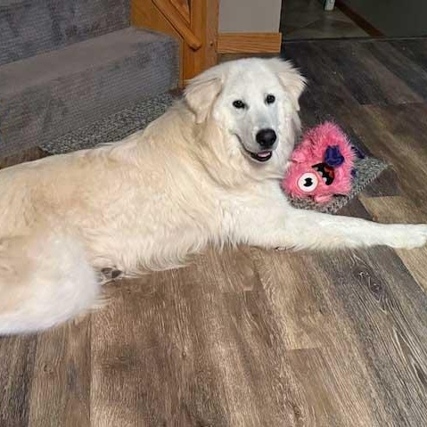 Enlarge Frost, an adoptable mixed breed in White Bear Lake, MN image 3/6