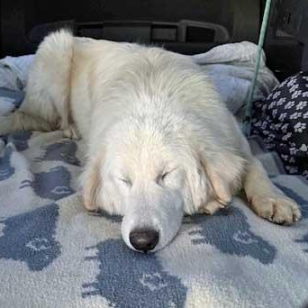 Enlarge Frost, an adoptable mixed breed in White Bear Lake, MN image 4/6