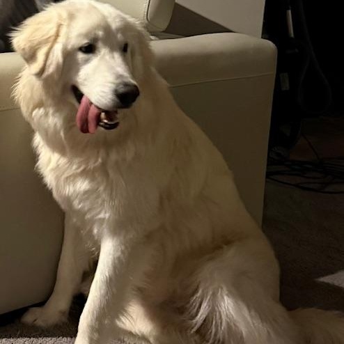 Enlarge Frost, an adoptable mixed breed in White Bear Lake, MN image 4/5