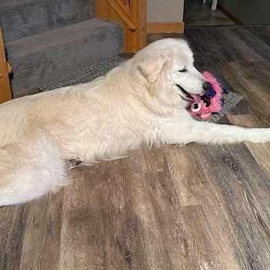 Enlarge Frost, an adoptable mixed breed in White Bear Lake, MN image 5/6