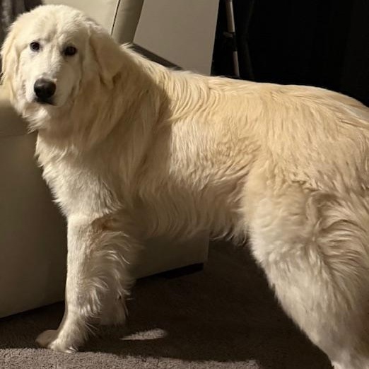 Enlarge Frost, an adoptable mixed breed in White Bear Lake, MN image 2/5