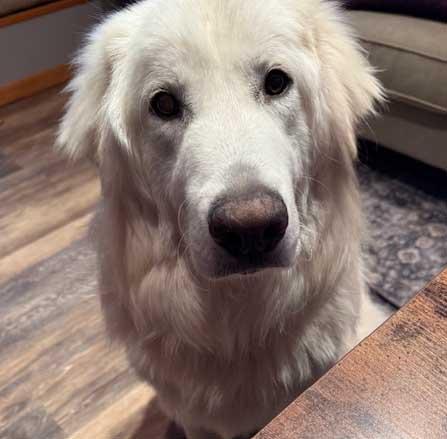 Frost, adoptable, Young Male Great Pyrenees.